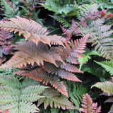 Feriga rosu (Dryopteris Koidzumiana)