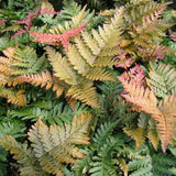 Feriga rosu (Dryopteris Koidzumiana)