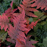 Feriga rosu (Dryopteris Koidzumiana)