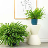 Feriga Sabie de camera Green Lady - 40 cm