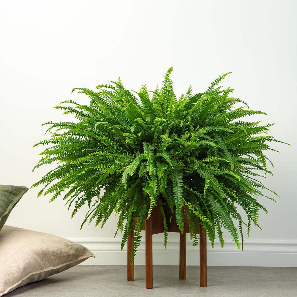 Папрат меч Green Lady – 45 см
