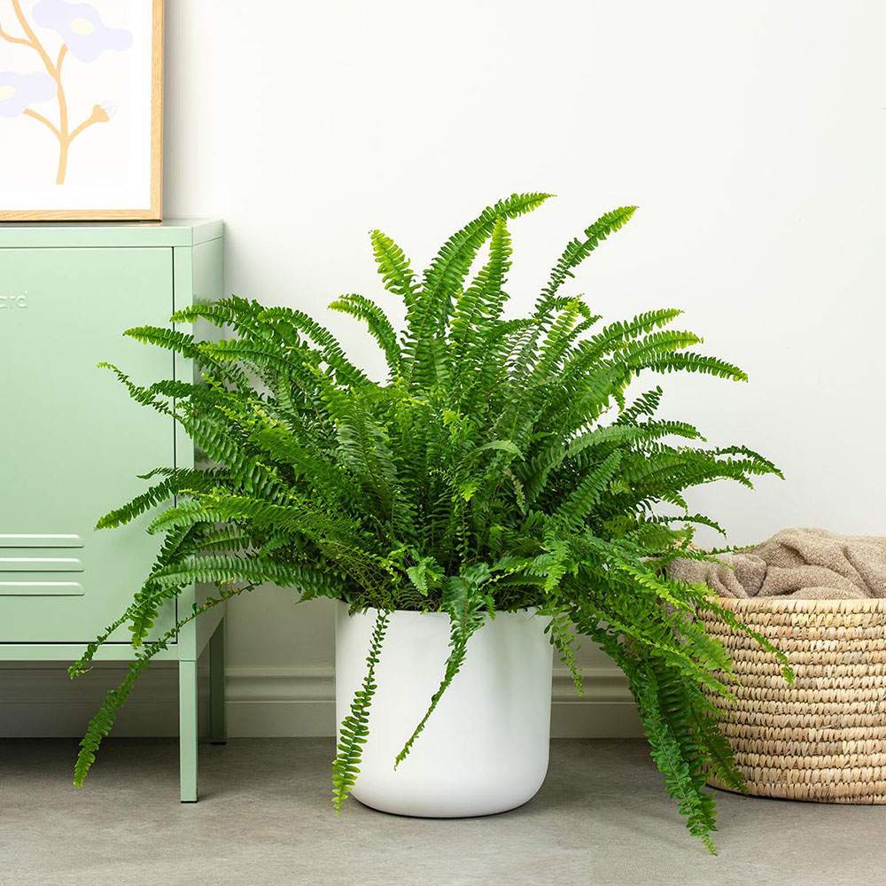 Папрат меч Green Lady – 45 см