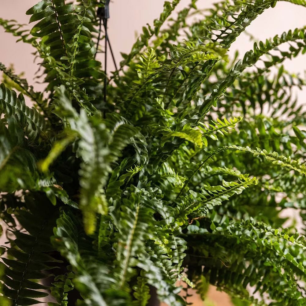 Папрат меч Green Lady – 45 см