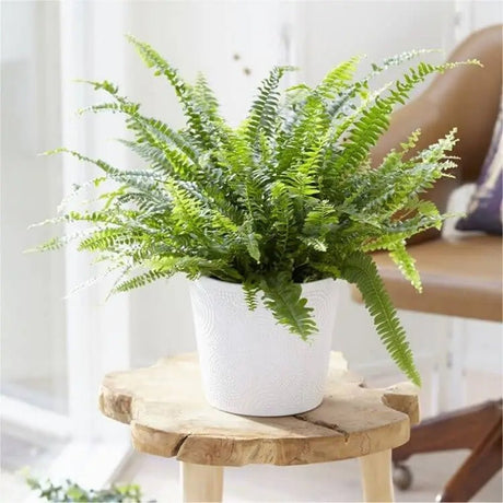 Папрат меч Green Lady – 45 см