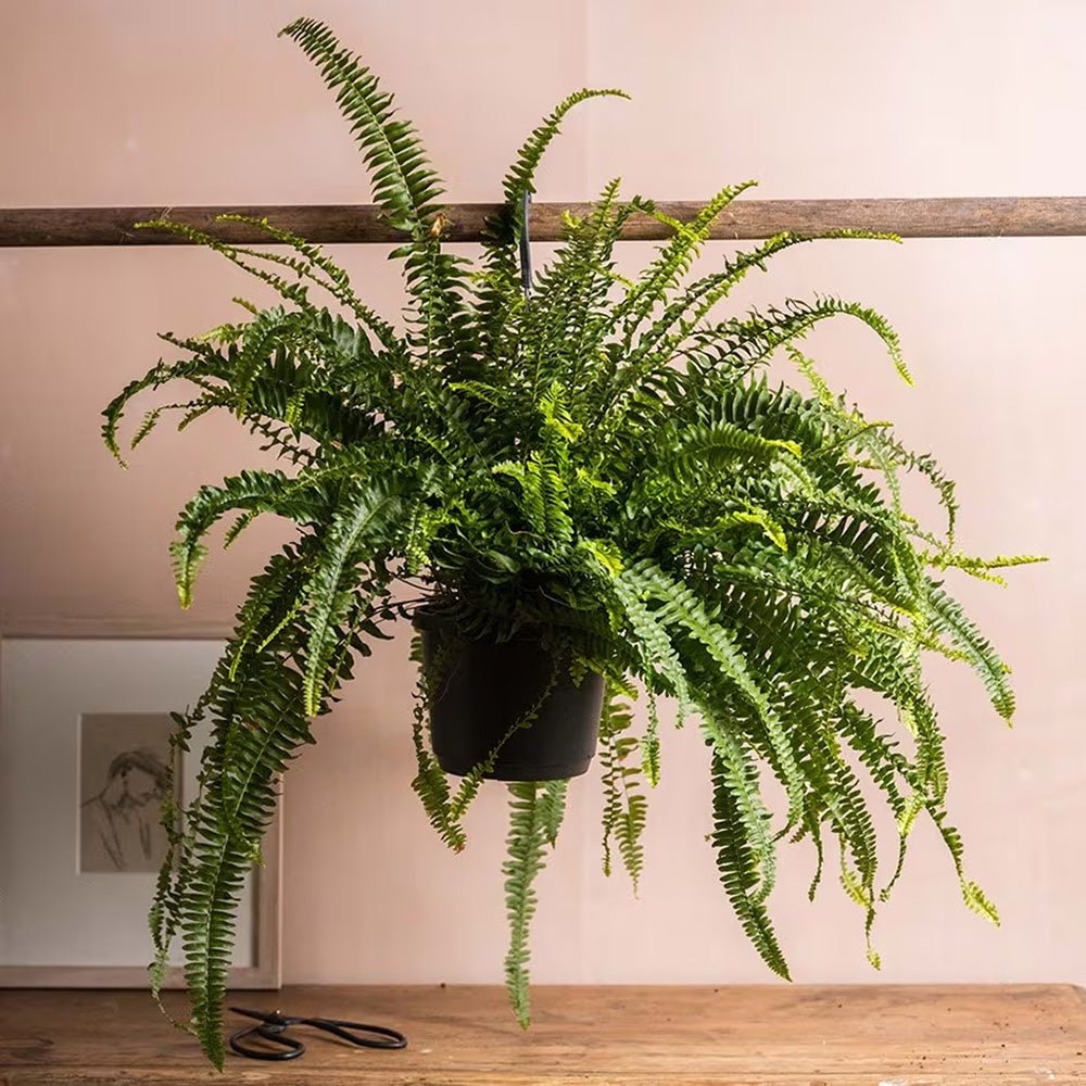 Папрат меч Green Lady – 45 см