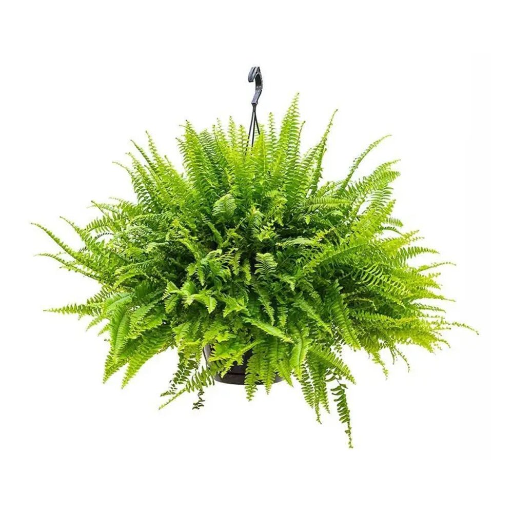 Green Lady Sword Fern - 40см