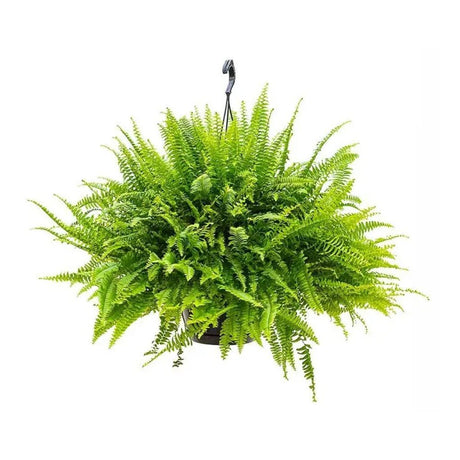 Green Lady Sword Fern - 40см