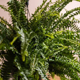 Feriga Sabie de camera Green Lady - 60 cm