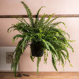 Feriga Sabie de camera Green Lady - 60 cm