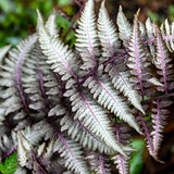 Feriga Japoneza Pictata (Athyrium) Silver Falls
