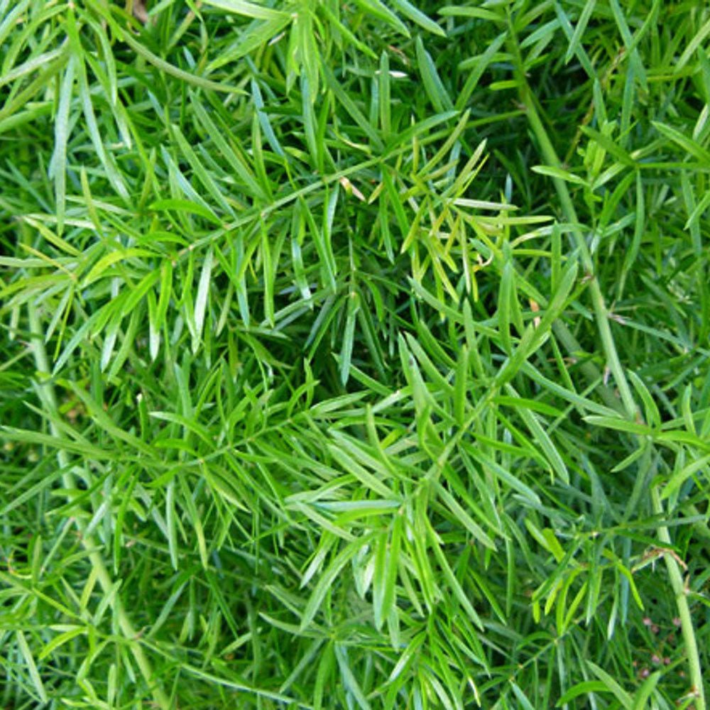 Feriga curgatoare Asparagus Sprengeri