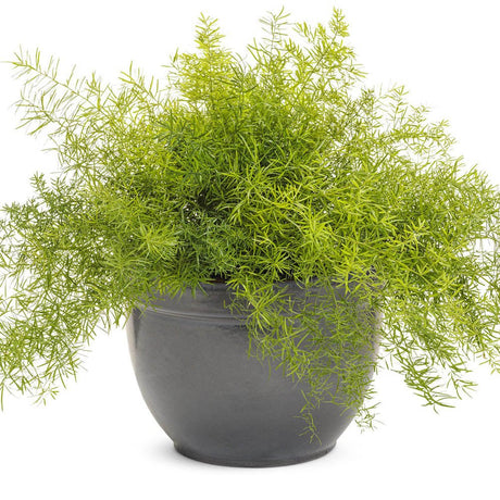Feriga curgatoare Asparagus Sprengeri