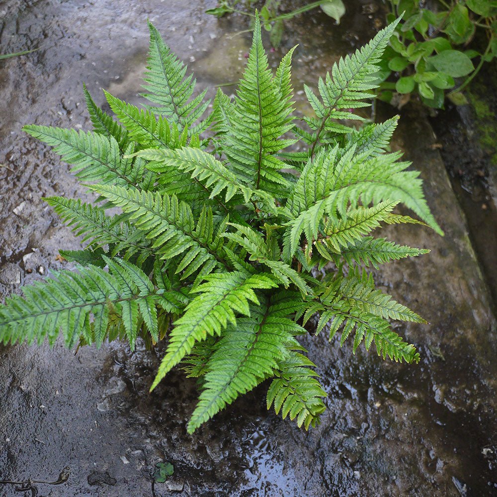 Feriga Neolobatum