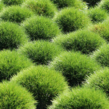 Festuca Gautieri (Paius) Pic Garlit