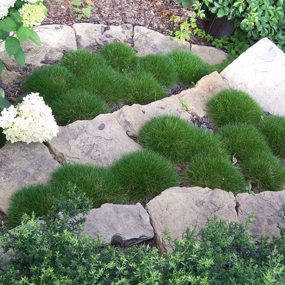 Festuca Gautieri (Paius) Pic Garlit