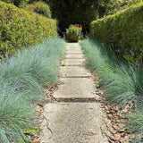 Festuca Glauca (Iarba Albastra) Azura Blue