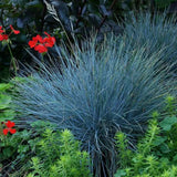 Festuca Glauca (Iarba Albastra) Azura Blue
