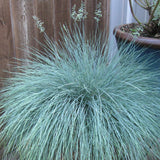 Festuca Glauca (Iarba Albastra) Compacta Blue