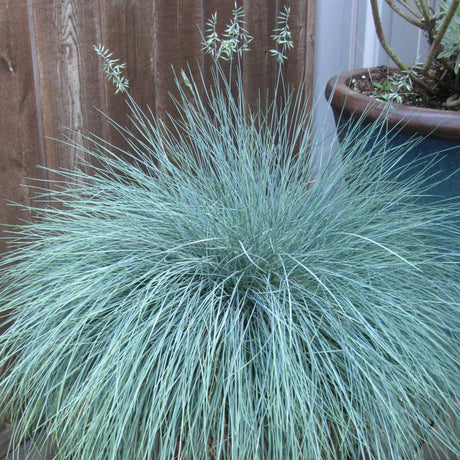 Festuca Glauca (Iarba Albastra) Compacta Blue