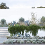 Festuca Glauca (Iarba Albastra) Elijah Blue