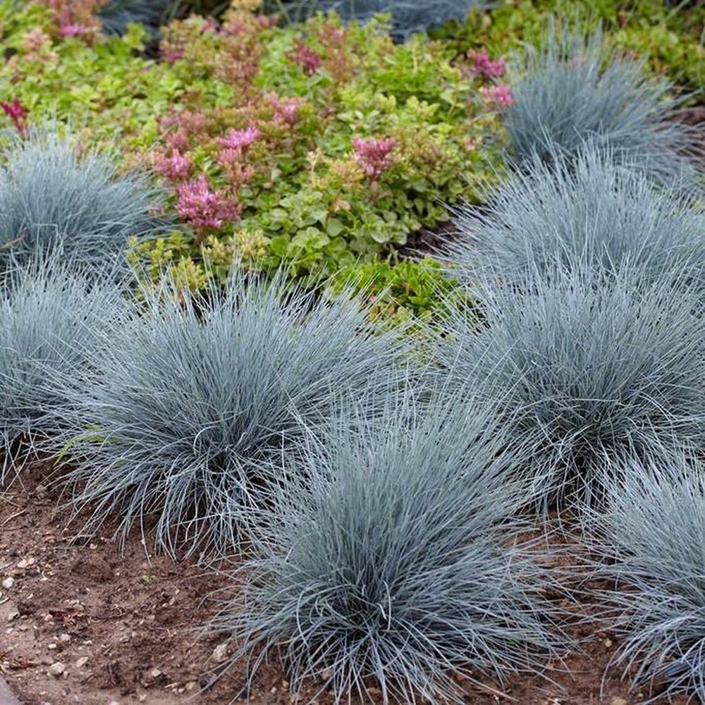 Festuca Glauca (Iarba Albastra) Elijah Blue