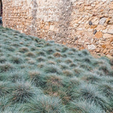 Festuca Glauca (Iarba Albastra) Elijah Blue