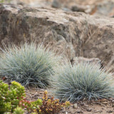 Festuca Glauca (Iarba Albastra) Elijah Blue