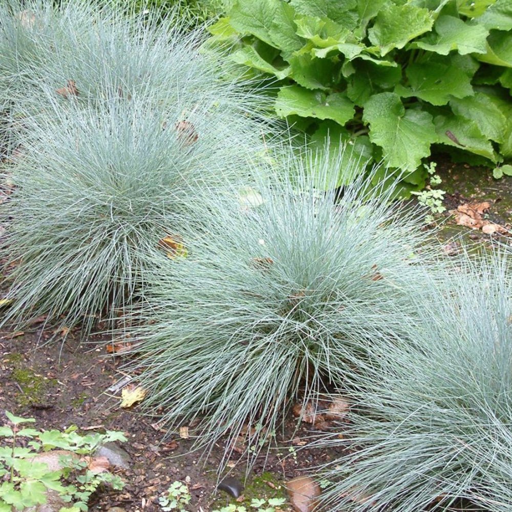 Festuca Glauca (Iarba Albastra) Elijah Blue