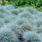 Festuca Glauca (Iarba Albastra) Elijah Blue
