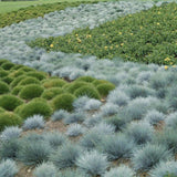 Festuca Glauca (Iarba Albastra) Intens Blue - VERDENA - 30 cm inaltime, ghiveci de 3 l