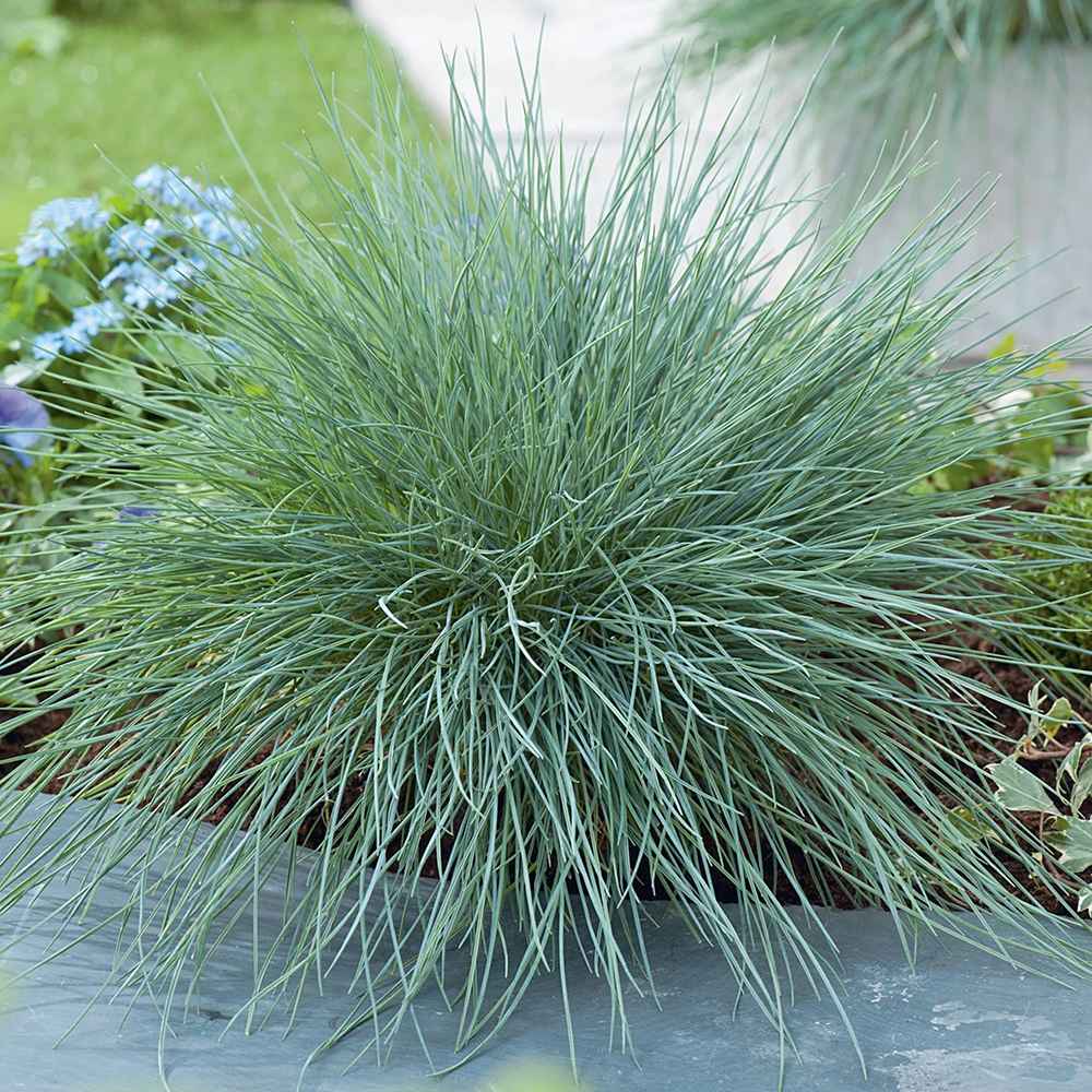 Festuca Glauca (Iarba Albastra) Intens Blue - VERDENA - 30 cm inaltime, ghiveci de 3 l