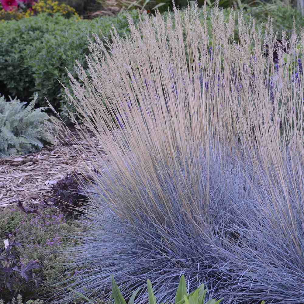 Festuca Glauca (Iarba Albastra) Intens Blue - VERDENA - 30 cm inaltime, ghiveci de 3 l