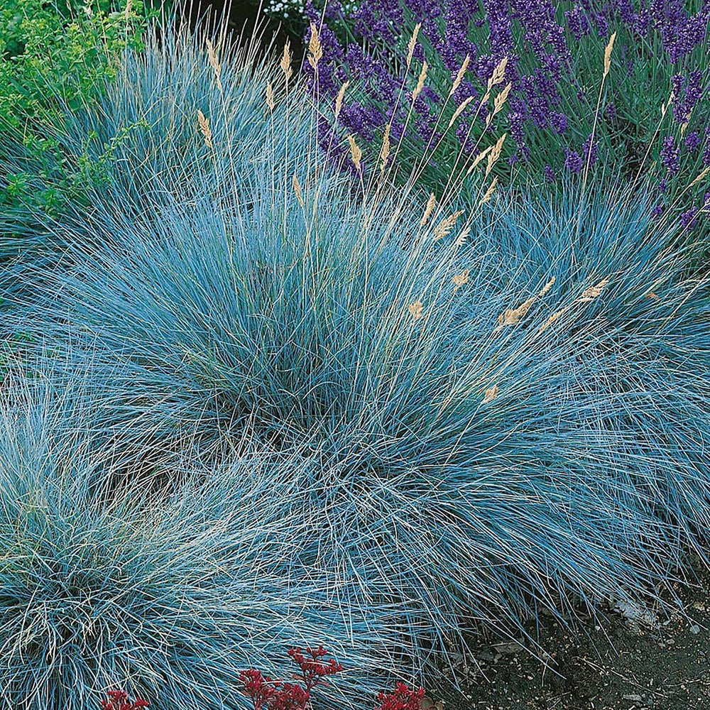 Festuca Glauca (Синя трева) Интензивно синьо