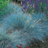 Festuca Glauca (Синя трева) Интензивно синьо