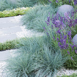 Festuca Glauca (Синя трева) Интензивно синьо