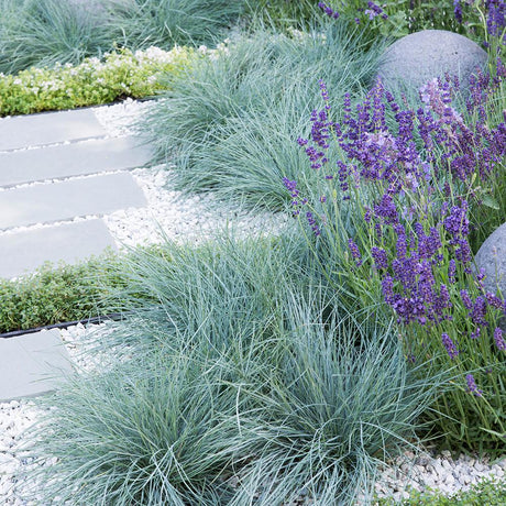 Festuca Glauca (Синя трева) Интензивно синьо