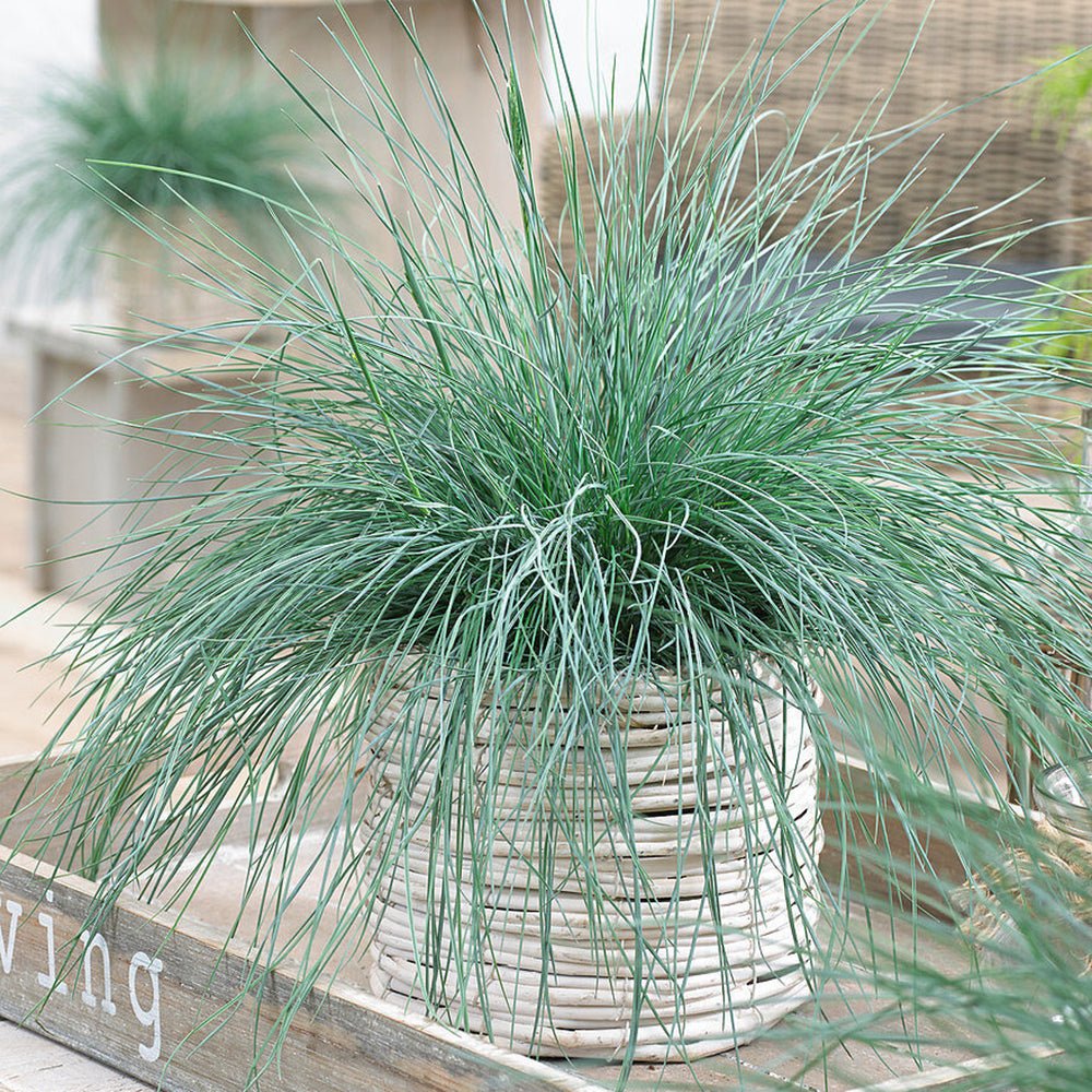 Festuca Glauca (Синя трева) Интензивно синьо
