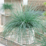 Festuca Glauca (Синя трева) Интензивно синьо