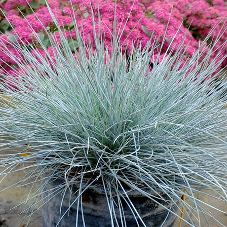 Festuca Glauca (Синя трева) Интензивно синьо