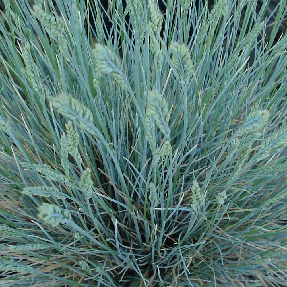 Festuca Glauca (Синя трева) Интензивно синьо