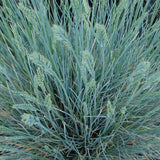 Festuca Glauca (Синя трева) Интензивно синьо