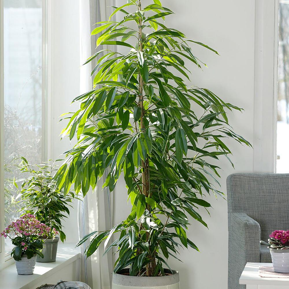 Ficus Amstel King - Tufa 100 cm