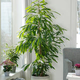 Ficus Amstel King - Tufa 100 cm