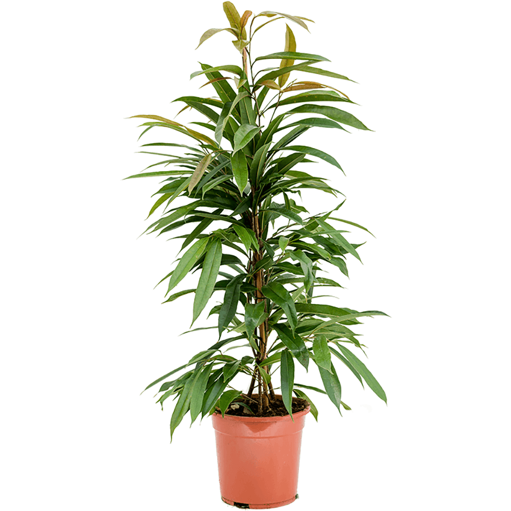 Ficus Amstel King - Tufa 100 cm