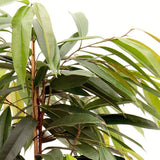 Ficus Amstel King - Tufa 100 cm