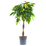 Ficus Amstel King - Tip Copac cu Tulpina impletita - 140 cm