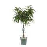 Ficus Amstel King - Tip Copac cu Tulpina impletita - 100 cm