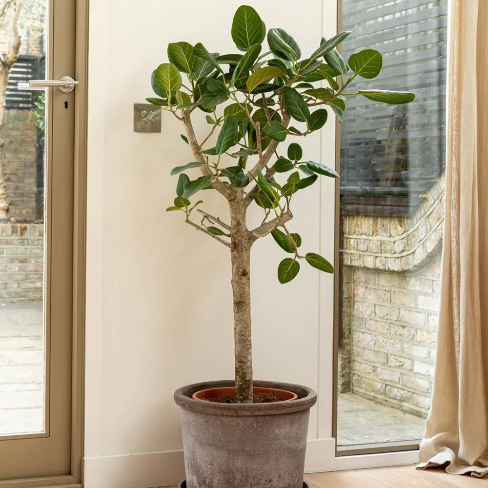 Ficus Audrey, Tip Copac cu tulpina impletita, 110-120 cm, ficus de apartament cu frunze verzi mari catifelate