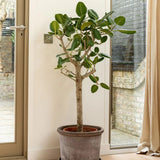 Ficus Audrey, Tip Copac cu tulpina impletita, 110-120 cm, ficus de apartament cu frunze verzi mari catifelate