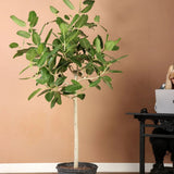 Ficus Audrey, Tip Copac cu tulpina impletita, 110-120 cm, ficus de apartament cu frunze verzi mari catifelate